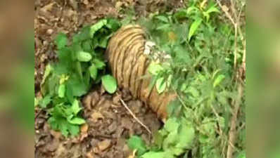 पन्ना बाघ अभयारण्य में बाघिन की मौत