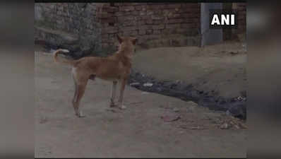 यूपी: आवारा कुत्ते के आतंक से ग्रामीण परेशान, 3 दिनों में 36 लोगों को काटा