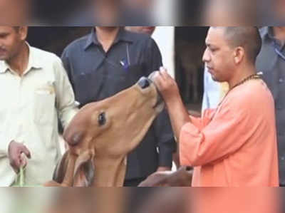 VDO: UP-তে এবার গোরু সাফারি গড়বে যোগী সরকার!