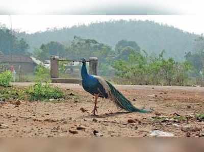 পাহাড়-ঝর্না দেখে রাতে থাকুন কাঁকড়াঝোরে