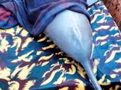 लखनऊः शारदा कनैल में फंसी डॉल्फिन को बचाया गया