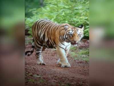 110 ಕಿ.ಮೀ ಪ್ರಯಾಣಿಸಿ ಹೊಸ ತಾಣ ಸೇರಿದ ಹೆಣ್ಣು ಹುಲಿ