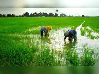 നെൽവയൽ നികത്തുന്നത് ഇനി ക്രിമിനല്‍ കുറ്റം