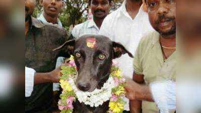 மதுவிருந்து, பிரியாணியுடன் நாய்க்கு
வளைகாப்பு நடத்திய குடிமகன்கள்.!