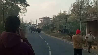 ಮಡಿಕೇರಿ ನಗರಕ್ಕೆ ಕಾಡಾನೆಗಳ ಲಗ್ಗೆ