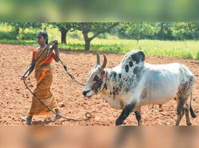 சிங்கத்தையே ஜெயிக்கும் அலங்காநல்லூர் காளை!