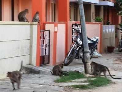 ಕೋತಿಗಳ ಕಾಟಕ್ಕೆ ಜನರು ಹೈರಾಣ