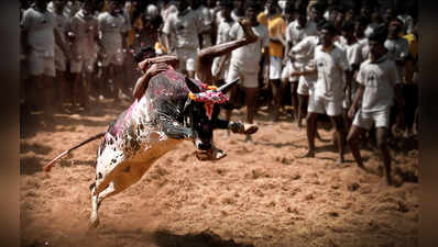 உலகமே பிரம்மிக்கும் அலங்காநல்லூர் ஜல்லிக்கட்டு!