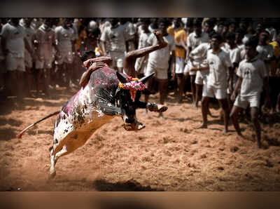 உலகமே பிரம்மிக்கும் அலங்காநல்லூர் ஜல்லிக்கட்டு!