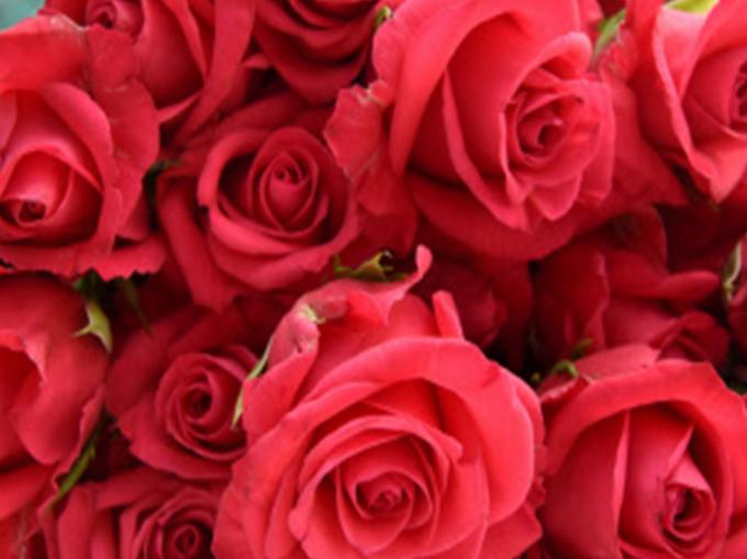 शुक्रवार को करें लक्ष्मी पूजा चढ़ाएं लाल गुलाब