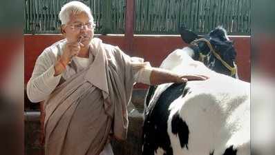 ಮೇವು ಕಬಳಿಸಿದ ಲಾಲು ಈಗ ತೋಟದ ಮಾಲಿ, ರಾಸು ಕಾಯಲು ರೆಡಿ