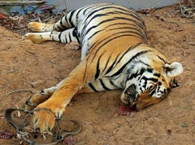 सोते हुए बाघ को जगाने का अर्थ