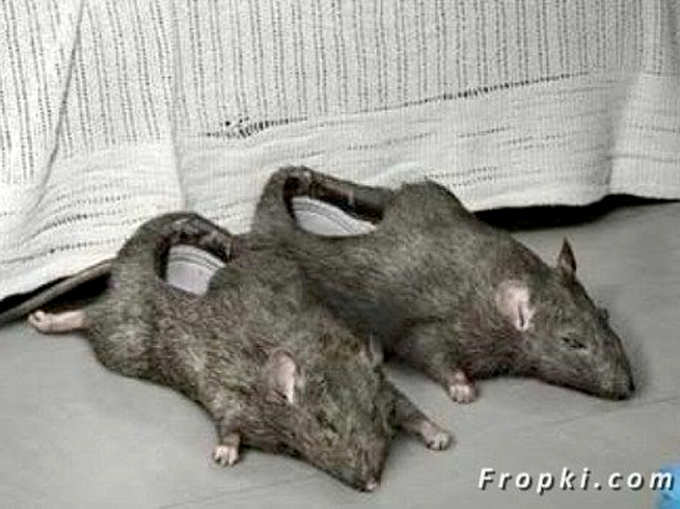 इस चूहे को पहन सकते हैं...