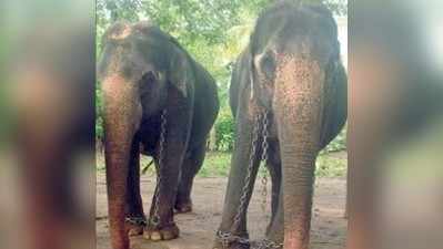 ಹುಲಿ ಬೇಟೆಗೆ ಶಿವಮೊಗ್ಗದ ಸ್ನೇಹಿತೆಯರು!