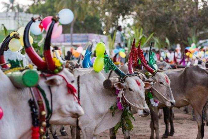 உழவர் திருநாளாம் மாட்டுப் பொங்கலின் சிறப்புகள்!