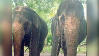 ग्रामीणों को आतंक से निजात दिलाने के लिए बाघ के शिकार पर निकले दो हाथी