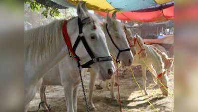 ग्लैंडर्स: दिल्ली में बाहर के घोड़ों की एंट्री बंद, परेड पर नहीं होगा असर