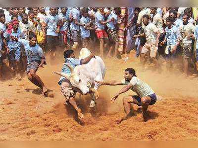 பாலமேடு ஜல்லிக்கட்டில் மாடுமுட்டி ஒருவர் உயிரிழப்பு