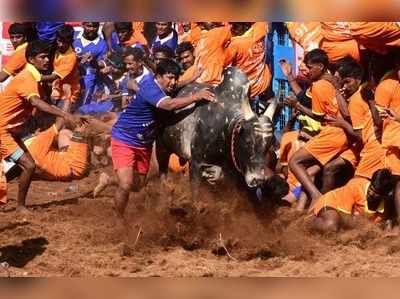 జల్లికట్టుకు యువకుడు బలి, 28 మందికి గాయాలు