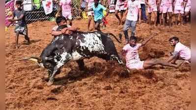 ಜಲ್ಲಿಕಟ್ಟು; ನೋಡಲು ಬಂದ ಯುವಕ ಬಲಿ