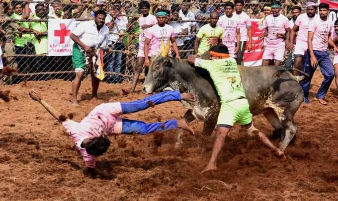 அவனியாபுரம், அலங்காநல்லூர் மற்றும் பாலமேட்டில் நடந்த ஜல்லிக்கட்டு!