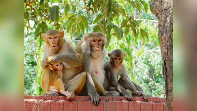 ...तो बंदरों की हो जाएगी लुटियंस दिल्ली: हाई कोर्ट