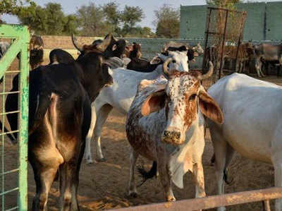 तीन गायों के साथ किया अप्राकृतिक सेक्स, युवक गिरफ्तार