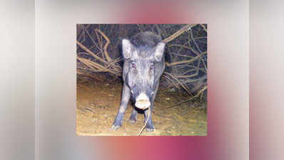 ओडीएफ घोषित गांव में खुले में शौच के लिए गई महिला पर सुअर का हमला