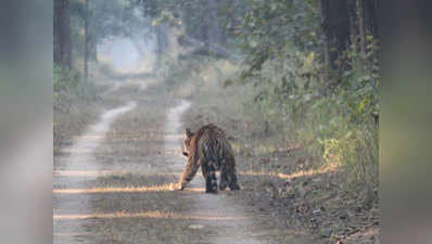 बीच सड़क टलहता रहा बाघ, 1 घंटे तक सड़क पर पसरा रहा सन्नाटा