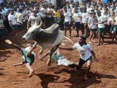 தமிழகத்தில்
நடைபெற்ற ஜல்லிகட்டை சட்டவிரோதமாக கருதலாம்: உயர்நீதிமன்ற மதுரைக்கிளை