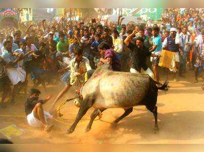 ஒருவழியாக ஜல்லிக்கட்டை ஏற்றுக்கொண்ட விலங்குகள் நல ஆணையம்!!