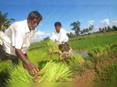 బడ్జెట్ స్పెషల్: రైతాంగంపై సబ్సిడీల వర్షం?