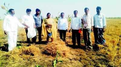 ವಿಮಾ ಕಂಪನಿಯಿಂದ ಇಳುವರಿ ಸಮೀಕ್ಷೆ