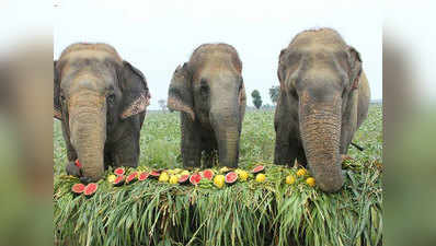 बिजनौरः कार्बेट नैशनल पार्क की 3 हाथी होंगी रिटायर
