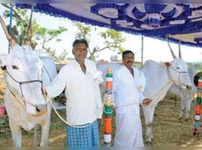 ಹೇಮಗಿರಿ ಜಾತ್ರೆಯಲ್ಲಿ ಎಂಟೂವರೆ ಲಕ್ಷ ರೂ. ಜೋಡೆತ್ತು !