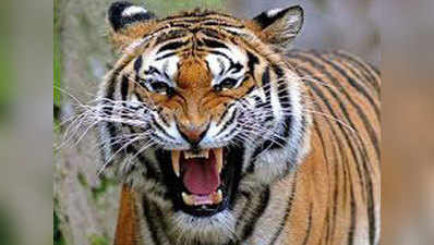 यूपीः बाघ और सांड की हुई लड़ाई, बाघ हारा, सांड घायल