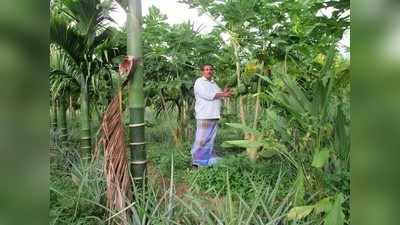 ತೋಟದ ಉಪ ಬೆಳೆ ಪಪ್ಪಾಯಿ, ಅನಾನಸ್‌