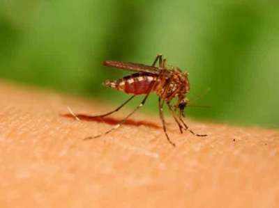 दिल्ली में डेंगू की दस्तक, जनवरी में तीन मामले सामने आए