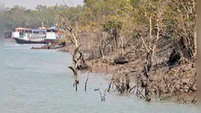 ম্যানগ্রোভ ধ্বংসে দেশী মাছও সঙ্কটে, বাঁচাতে পাইলট প্রকল্প