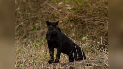 कर्नाटक के जंगलों में दिखा दुर्लभ काला पैंथर