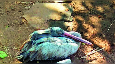 ಕೊಕ್ಕರೆ ಬೆಳ್ಳೂರಿನಲ್ಲಿ ಮತ್ತೆರಡು ಕೊಕ್ಕರೆ ಸಾವು