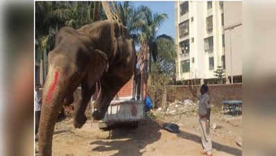 शहर की आखिरी निजी हाथी लक्ष्मी की मौत