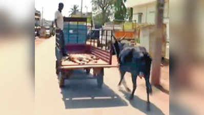 ಕರುವನ್ನೇ ಹಿಂಬಾಲಿಸುತ್ತ ಸಾಗಿದ ತಾಯಿ