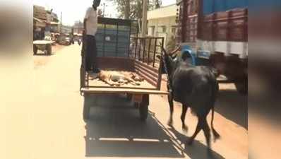 ಹಸುಗೂಸಿನ ಹಿಂಬಾಲಿಸಿದ ತಾಯಿ ಕರುಳು!