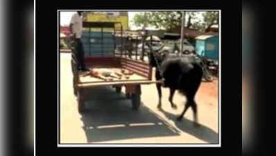 घायल बछड़े को अस्पताल ले जाने तक दौड़ती रही बदहवास गाय