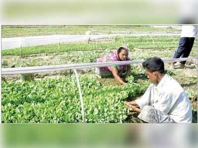 সাহেবদের মুলুকে ভাঙড়ের লাল শাক