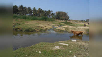 ಪೆಲಿಕಾನ್‌ ಸಾವಿಗೆ ಕಲುಷಿತ ನೀರೂ ಕಾರಣ?