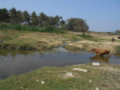 ಪೆಲಿಕಾನ್‌ ಸಾವಿಗೆ ಕಲುಷಿತ ನೀರೂ ಕಾರಣ?