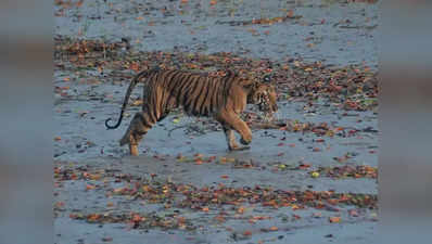 भारत और बांग्लादेश मिलकर करेंगे सुंदरबन के बाघों की गिनती