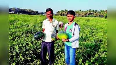 ಐದೆಕ್ರೆಯಲ್ಲಿ 140 ಟನ್‌ ಕಲ್ಲಂಗಡಿ